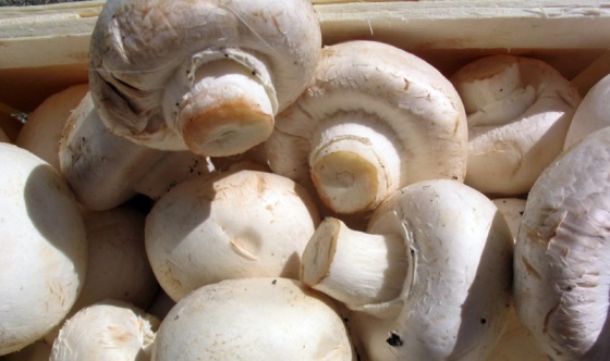 Производство грибов в Алабуге